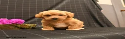 Maltipoo dogs for sale: Robin - Ad 3