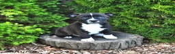 Mixed Breed dogs for sale: Jarm - Ad 1