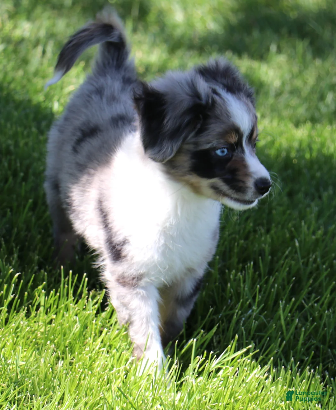 Toy Australian Shepherd dogs for sale: Shep is a blue merle with tail - Ad 2