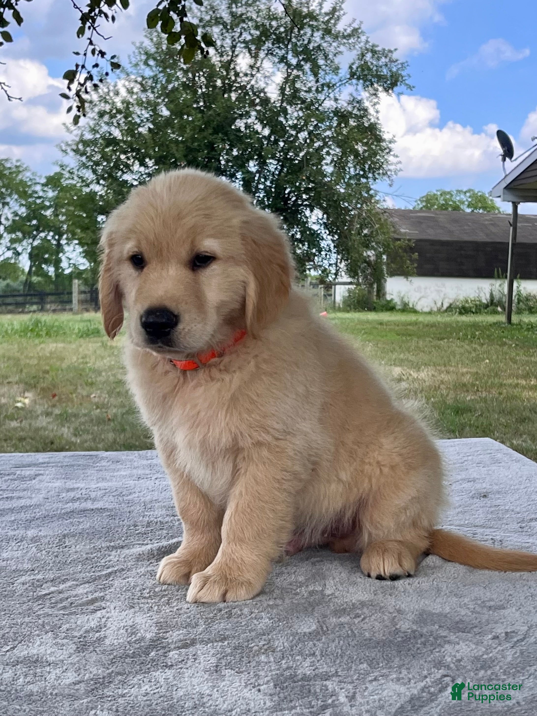 Golden Retriever dogs Camden - Ad 2