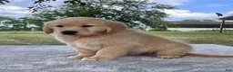 Golden Retriever dogs for sale: Camden - Ad 2