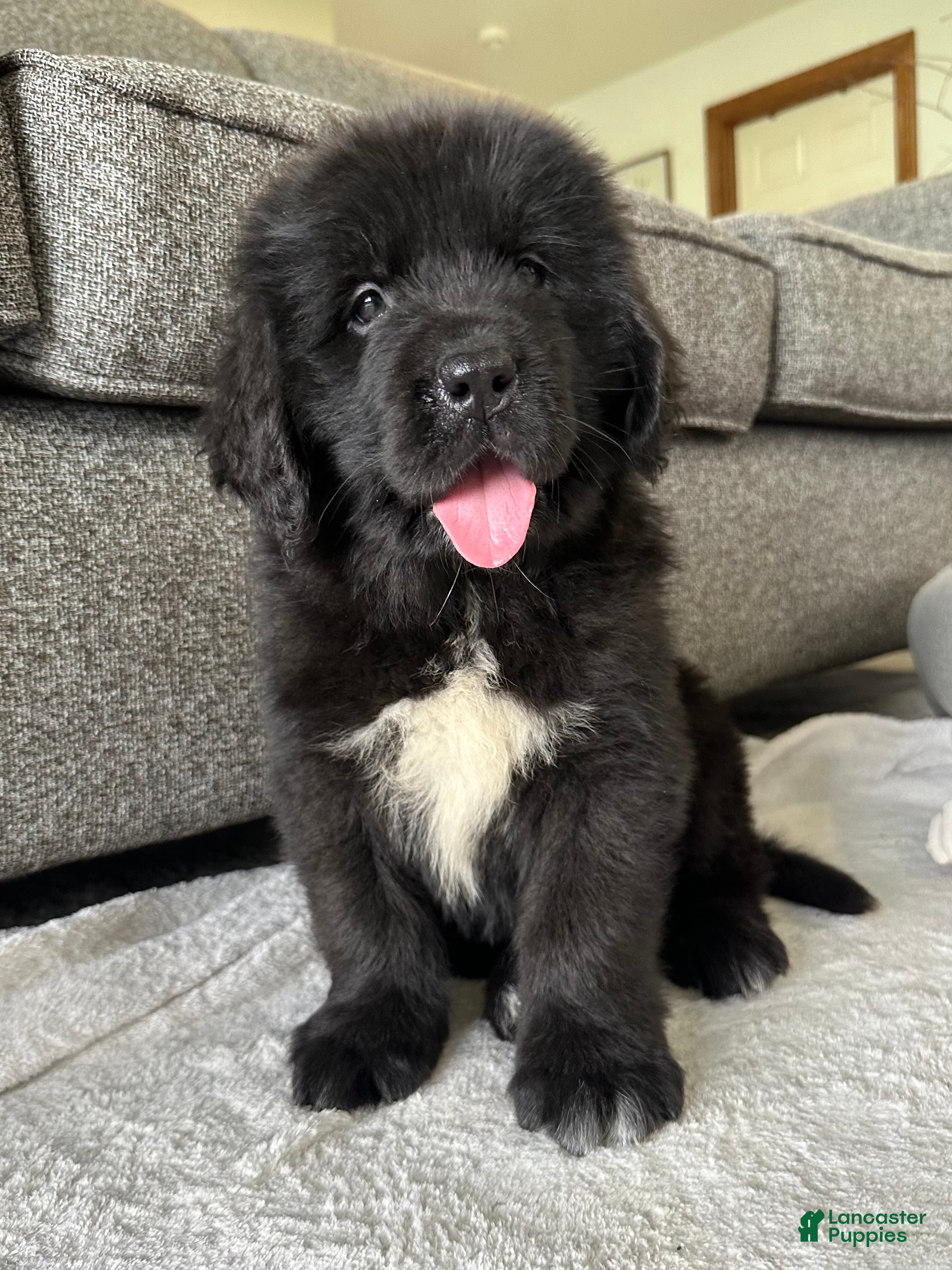 Newfoundland dogs “ Peeta” OFA, CH, AKC,  - Ad 2