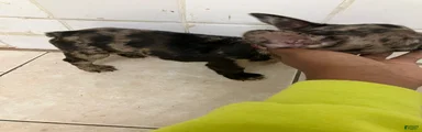French Bulldog 2
