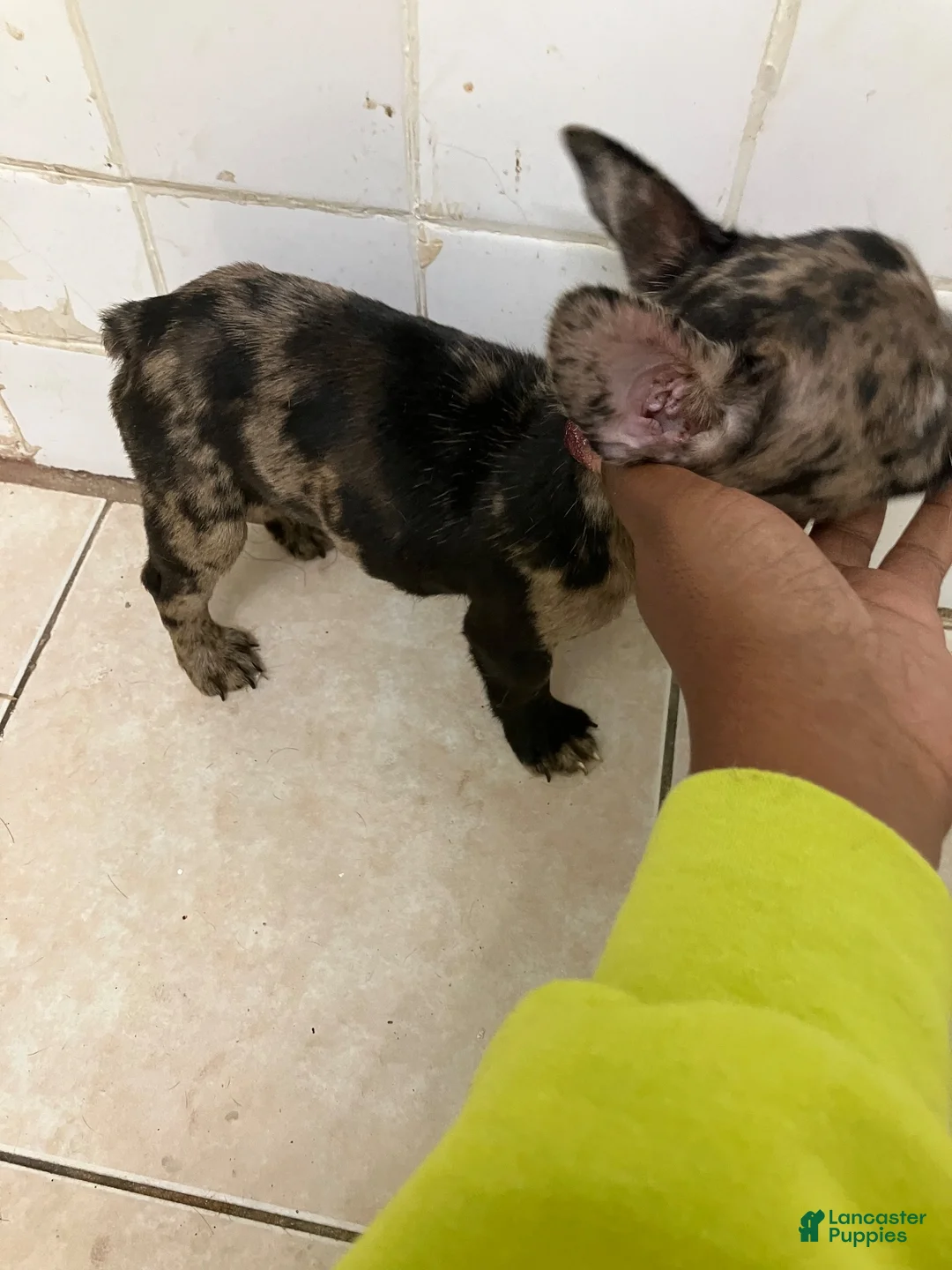 French Bulldog dogs for sale: French Bulldog 2 - Ad 1
