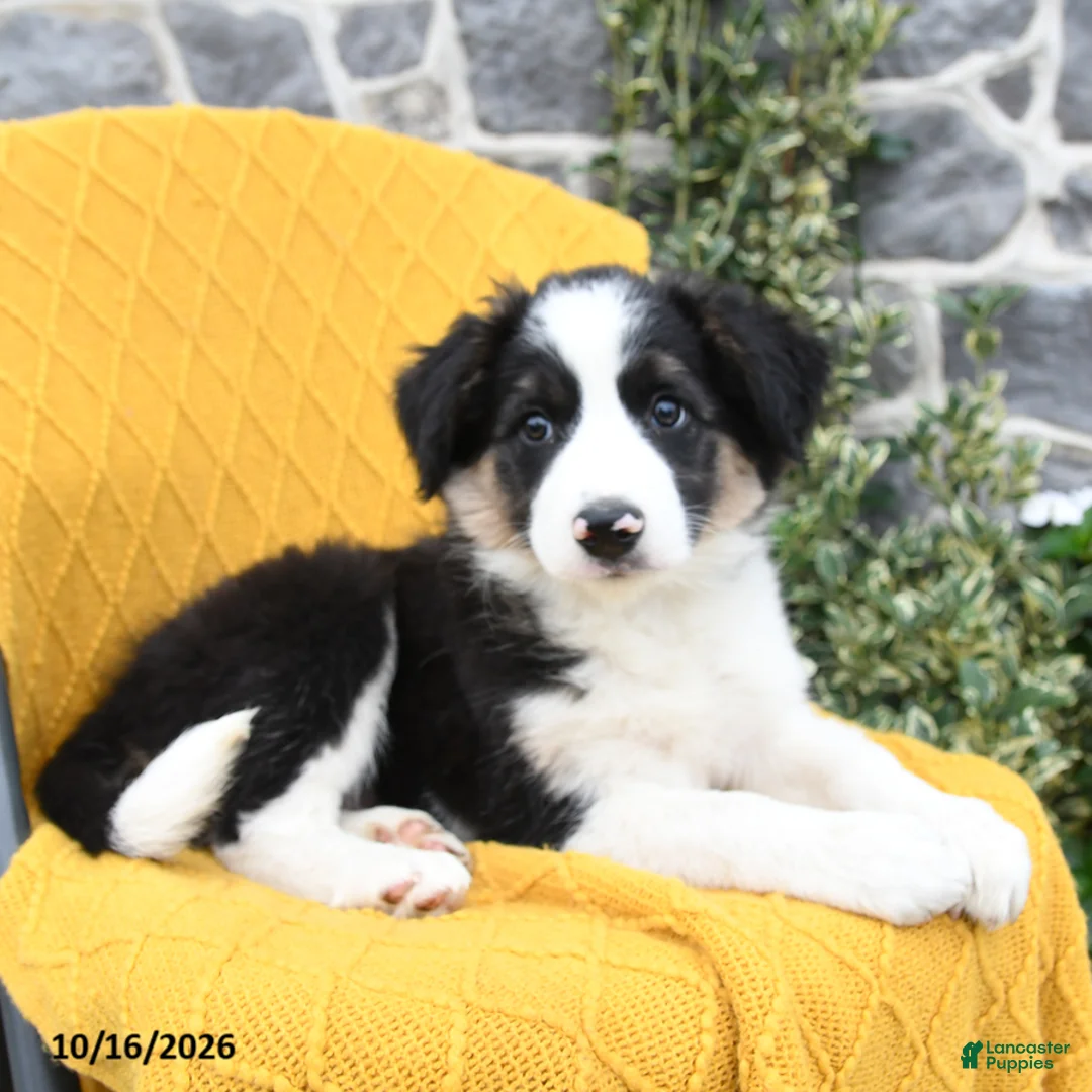 Border Collie dogs for sale: Snapper - Ad 3