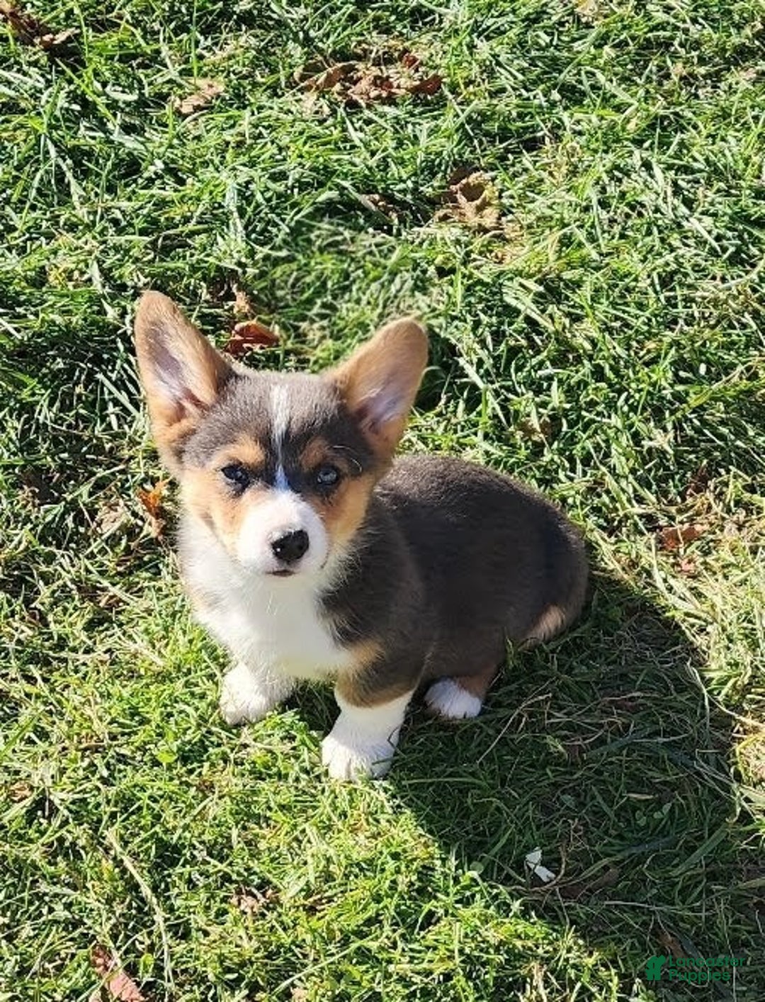 Welsh Corgi Pembroke dogs for sale: Alfie bluie  - Ad 10