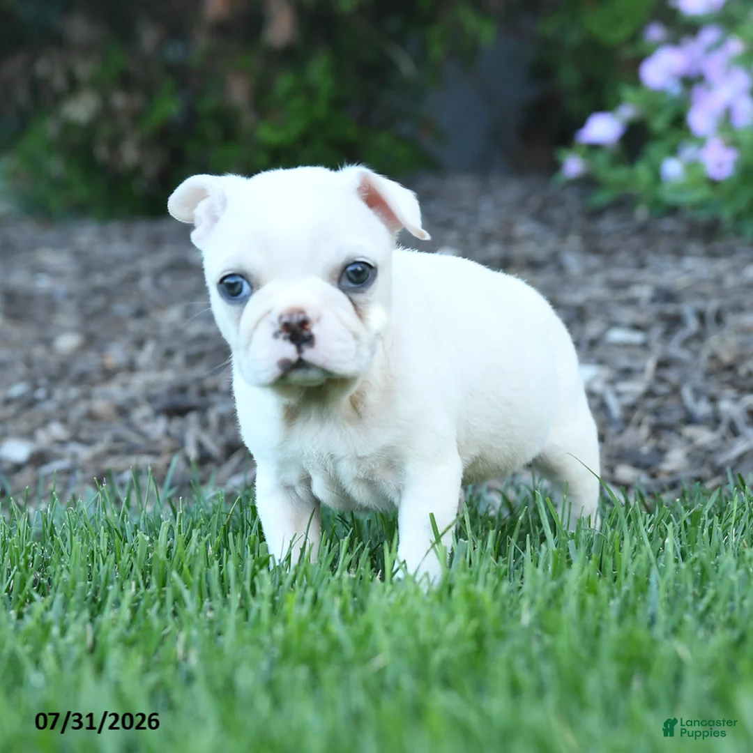 Boston Terrier dogs for sale: Fern - Ad 3