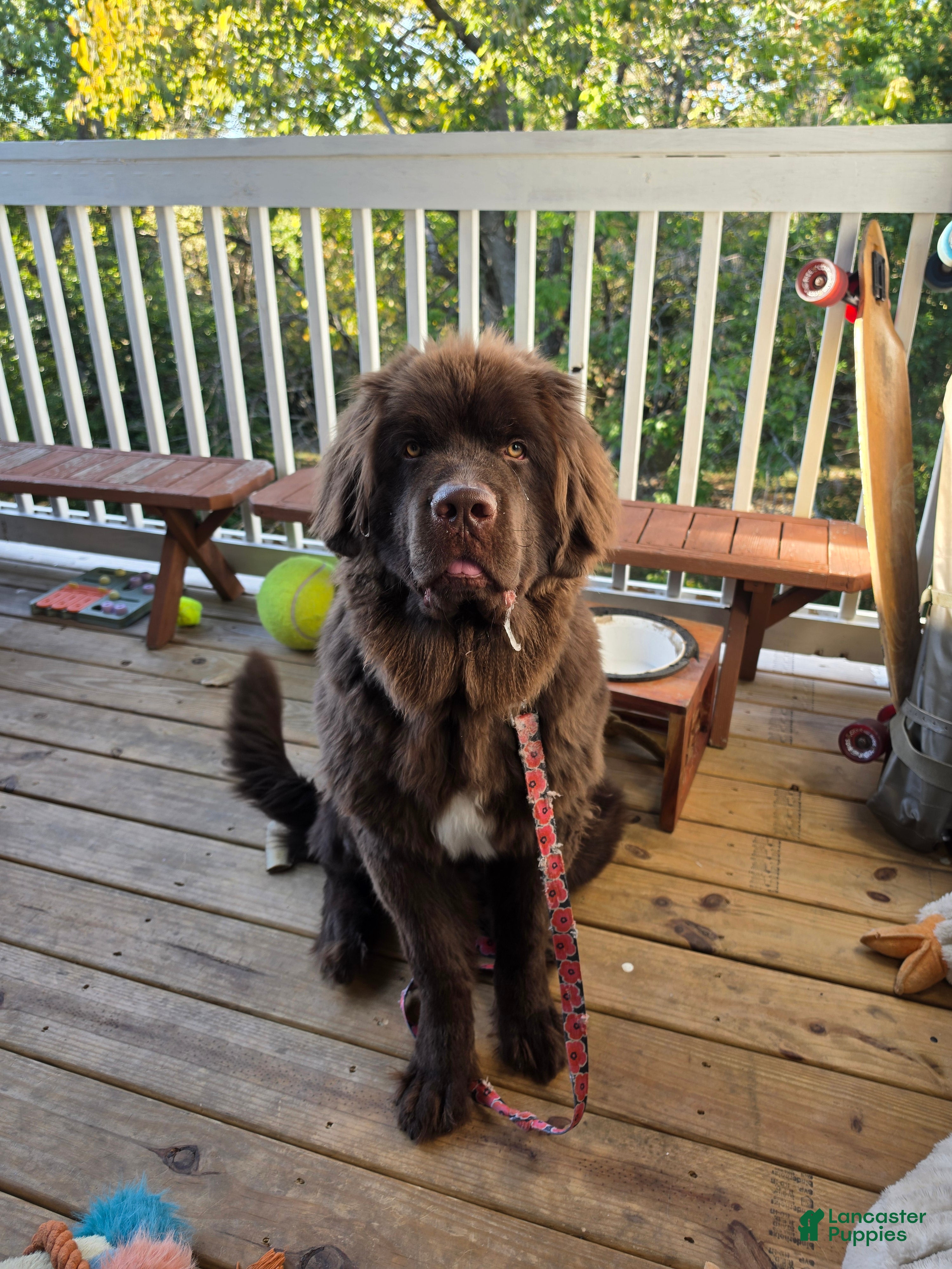 Newfoundland (Newfoundland, Male) in Lexington, KY