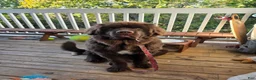 Newfoundland dogs for sale: Newfoundland - Ad 1