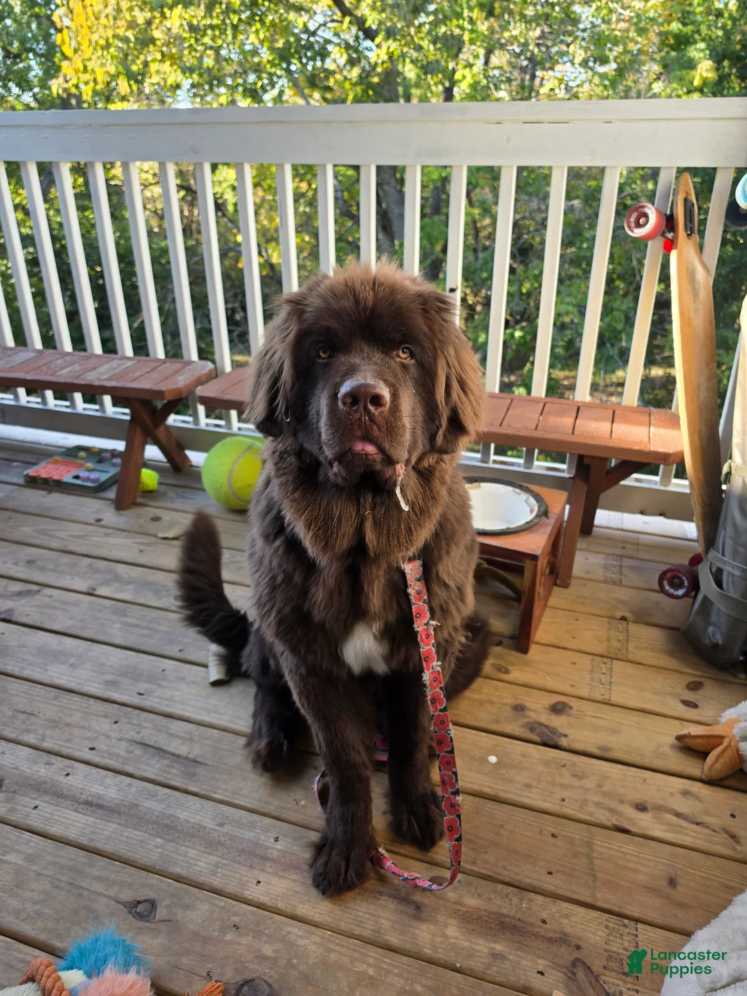 Newfoundland dogs for sale: Newfoundland - Ad 1