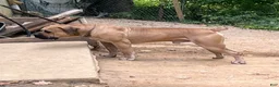 South African Boerboels dogs for sale: Sancho - Ad 8