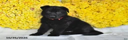 German Shepherd dogs for sale: Orion - Ad 3