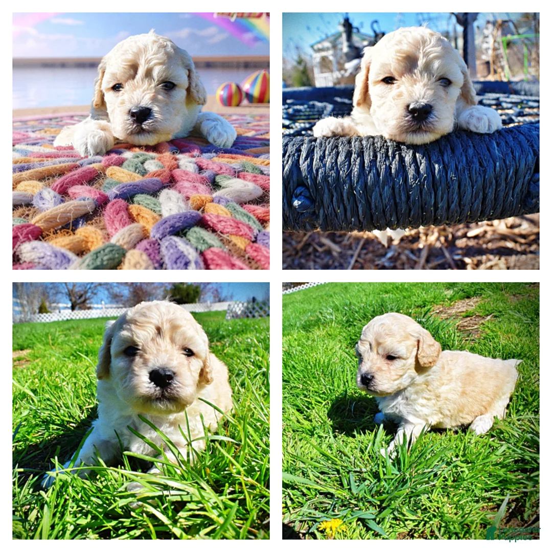 Havapoo dogs for sale: Nacho - Ad 2