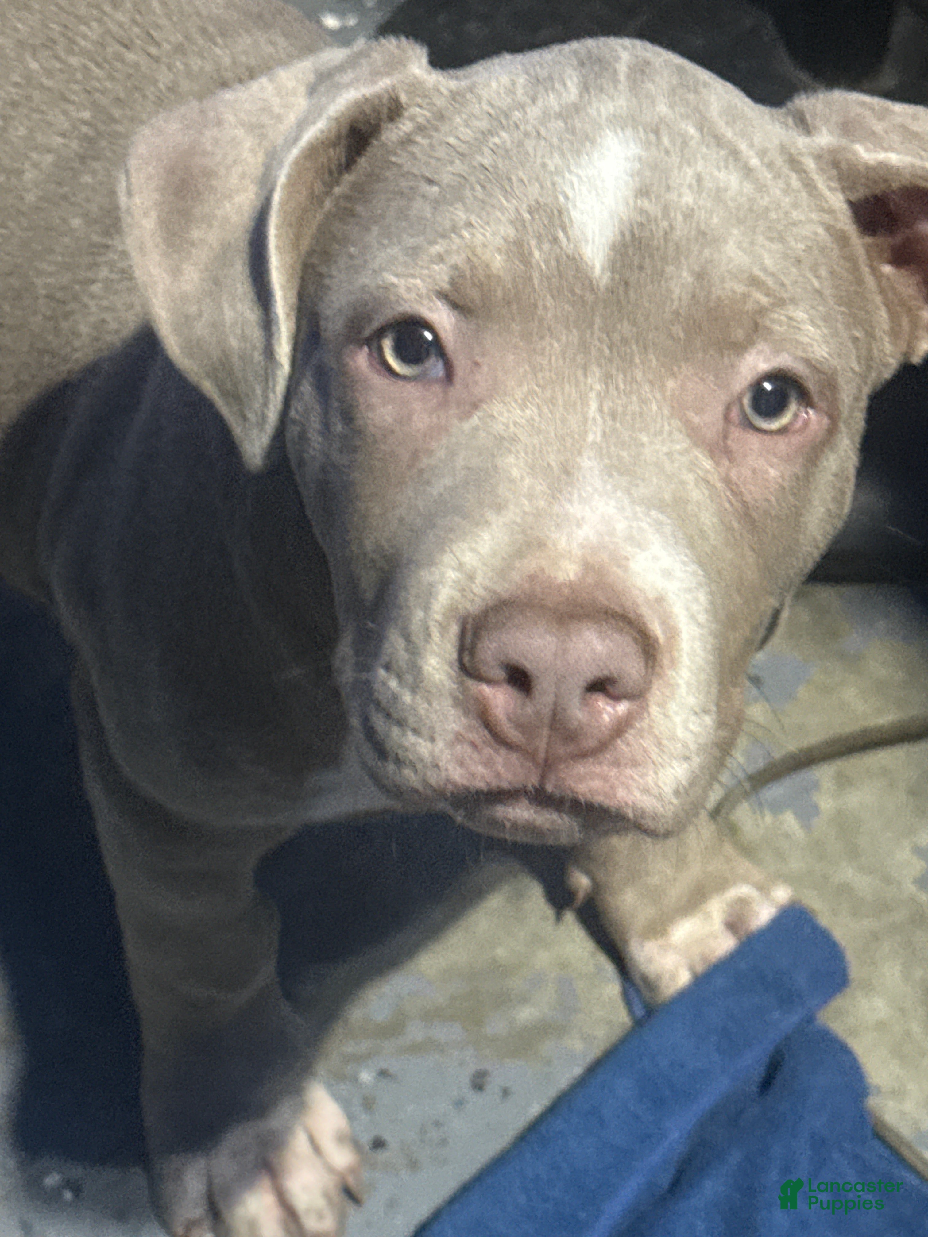 American Bully dogs American Bully 2 - Ad 1
