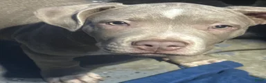 American Bully 2