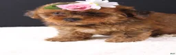 Shihpoo dogs for sale: LuLu - Ad 5