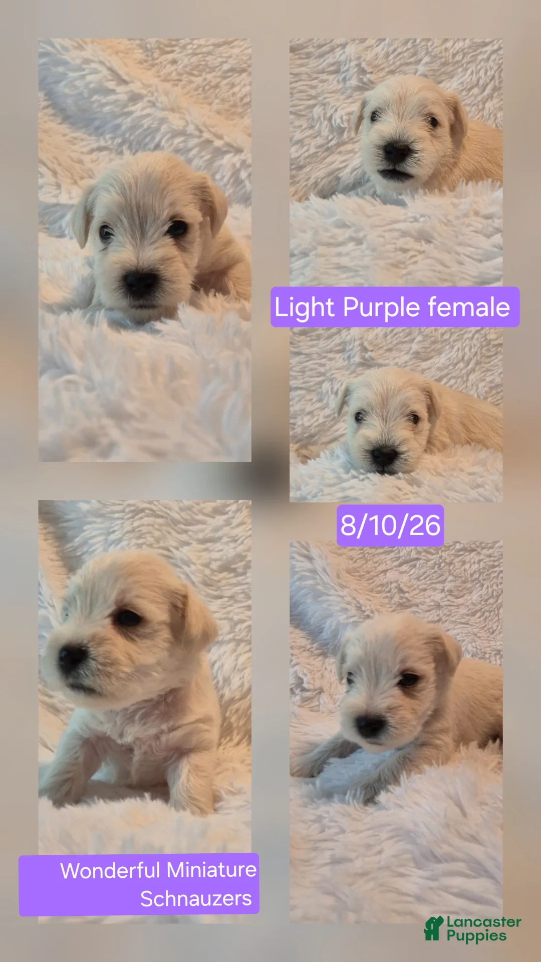 Miniature Schnauzer dogs for sale: Miniature Schnauzer 8 - Ad 1