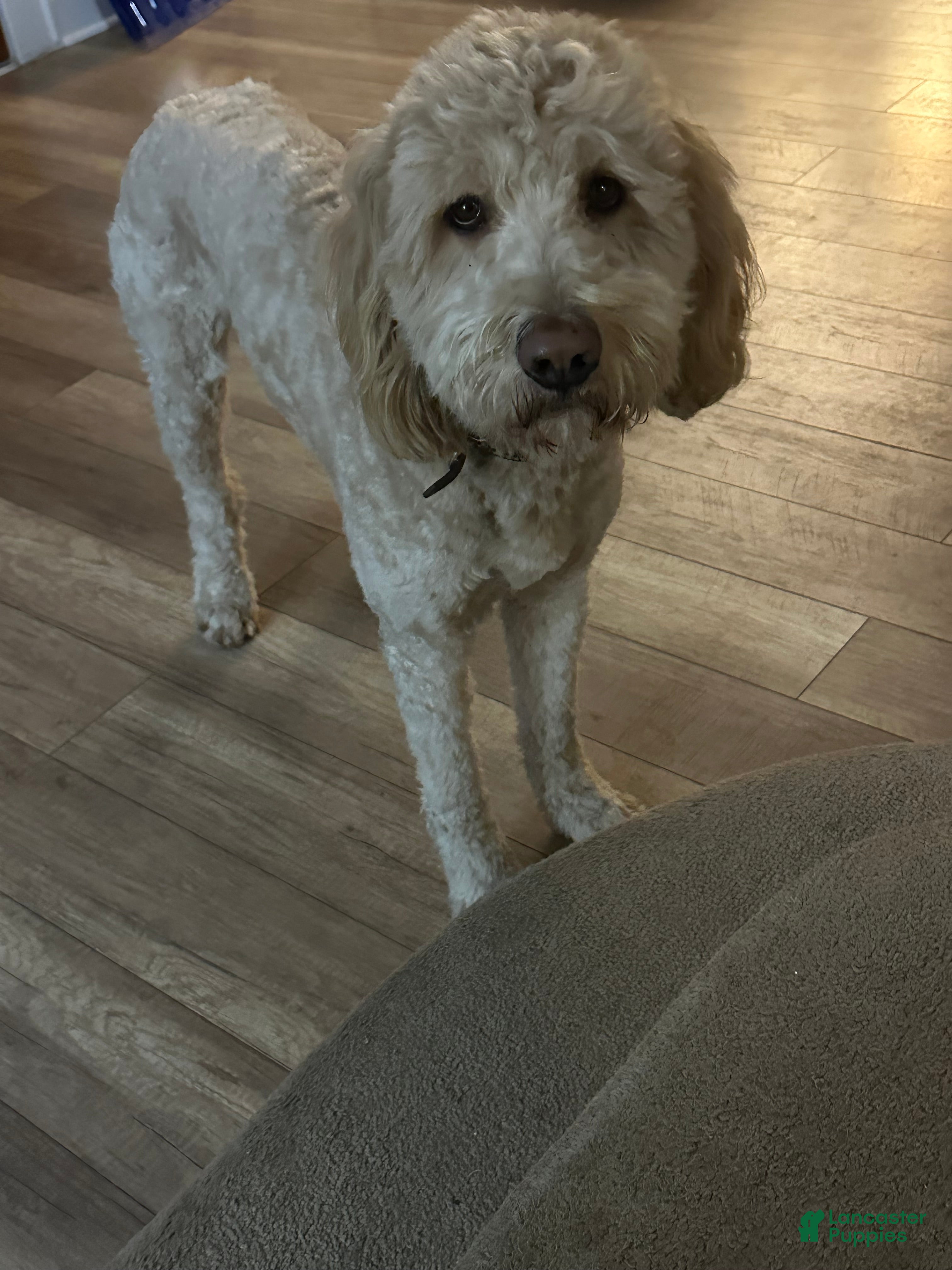 Goldendoodle dogs Goldendoodle Puppy 1 - Ad 15