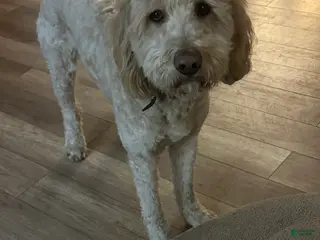 Goldendoodle dogs Goldendoodle Puppy 1 - Ad 15