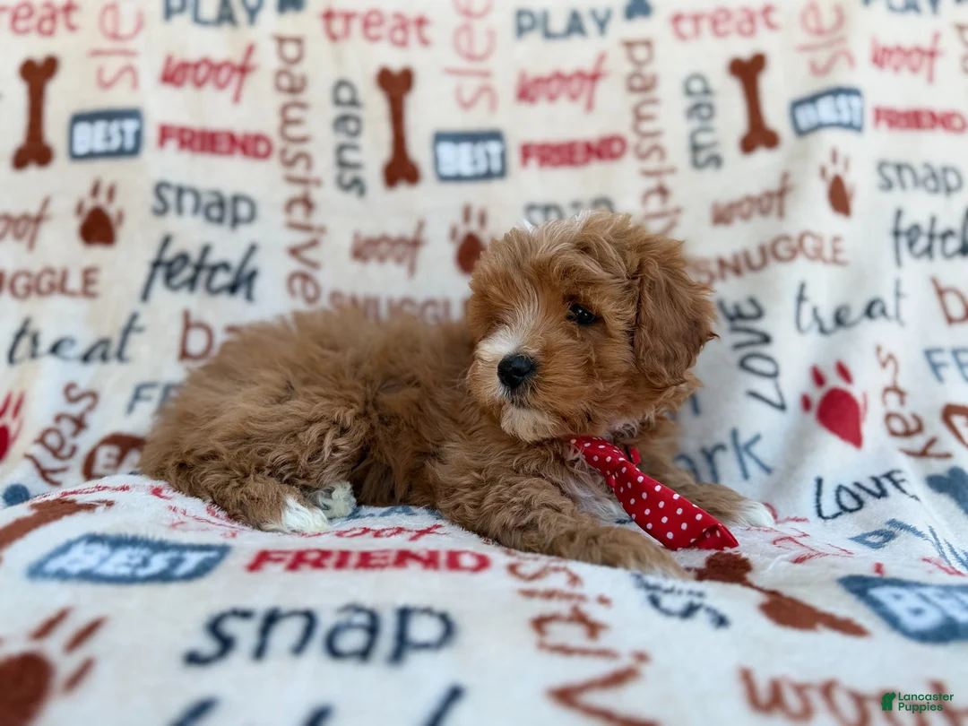 Cavapoo dogs for sale: Scrappy  - Ad 9