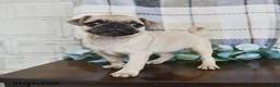 Pug dogs for sale: Kaylee - Ad 2