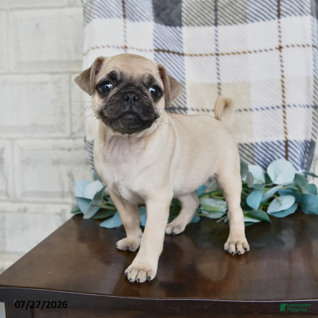 Pug dogs for sale: Kaylee - Ad 2