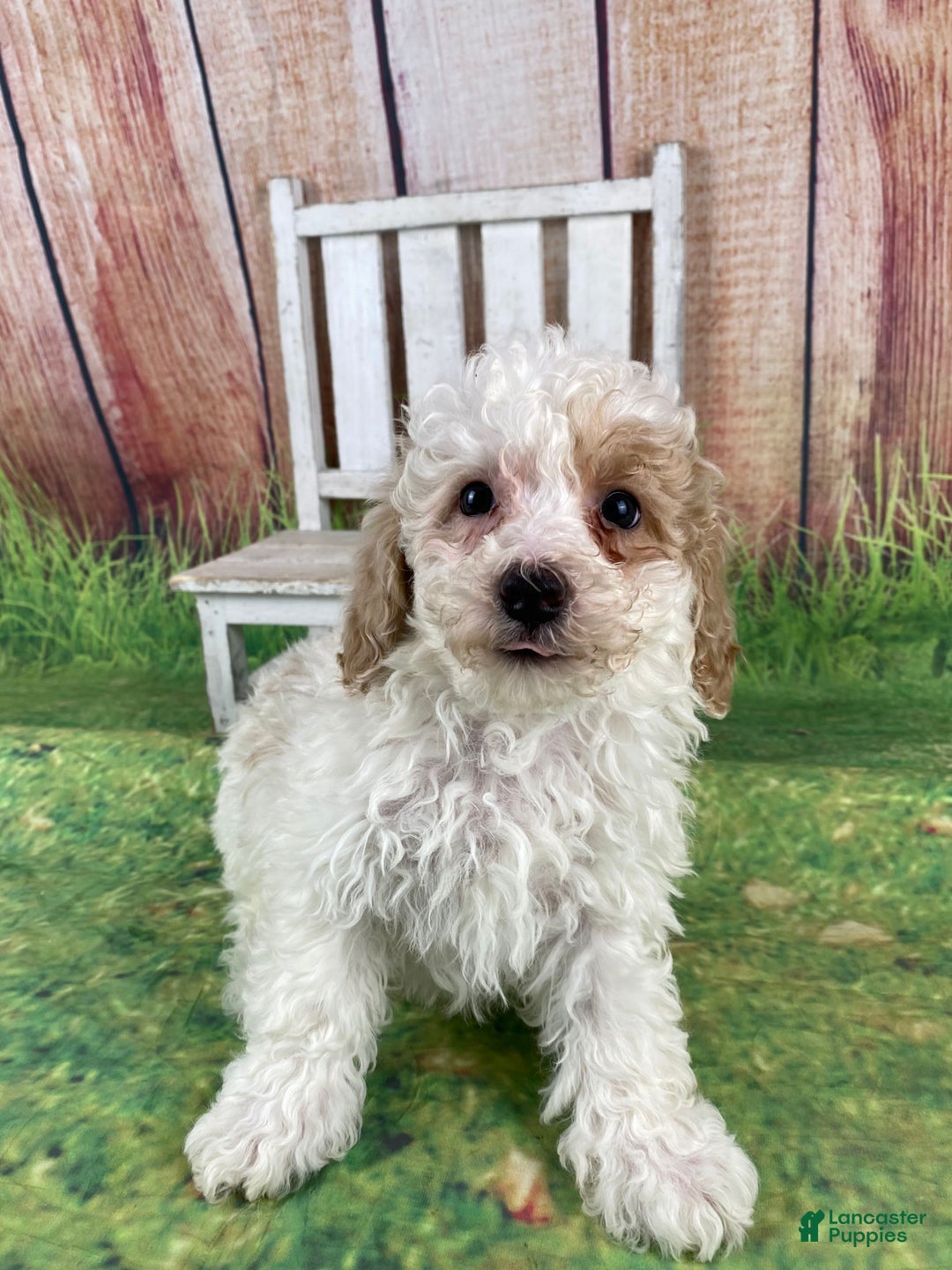 Miniature Poodle dogs for sale: Biscuit - Ad 11