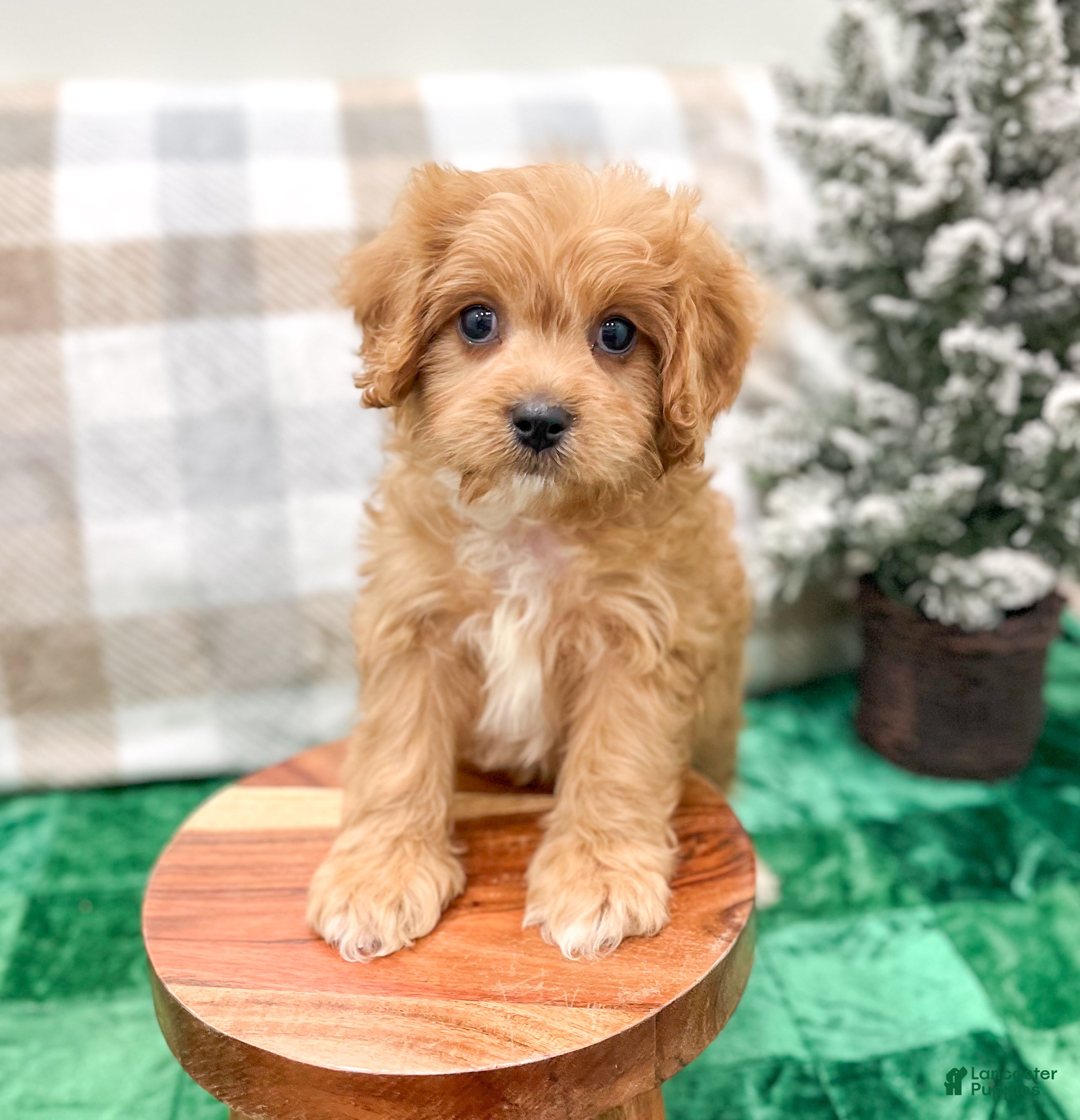 Cavapoo dogs Ben - Ad 33