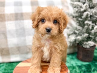 Cavapoo dogs Ben - Ad 29