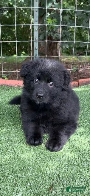 German Shepherd dogs Pink  - Ad 2