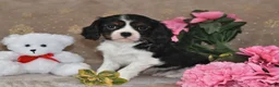 Cavalier King Charles Spaniel dogs for sale: Freddie - Ad 4