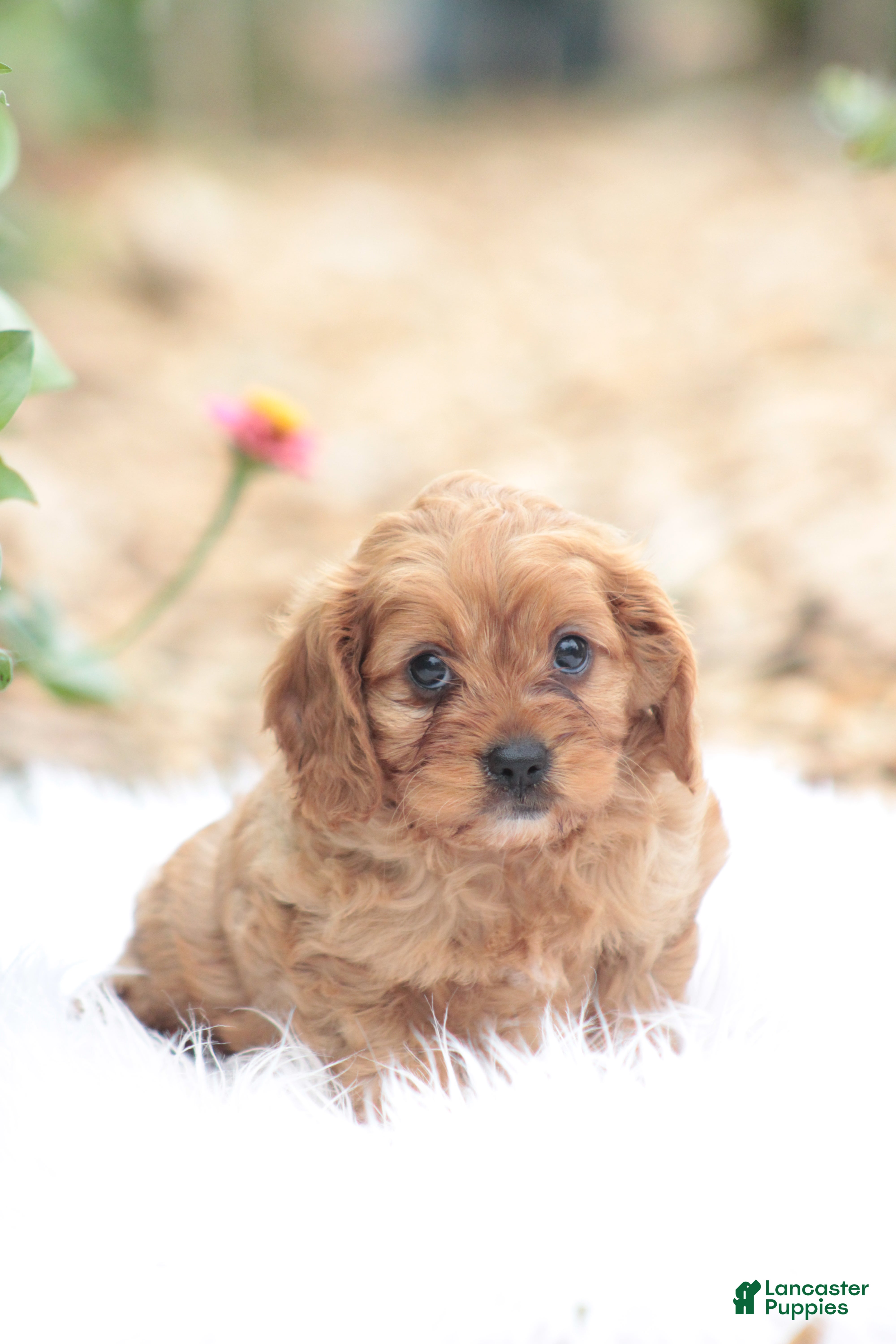 Cavapoo dogs Sally - Ad 26