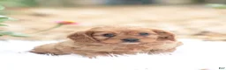 Cavapoo dogs for sale: Sally - Ad 1