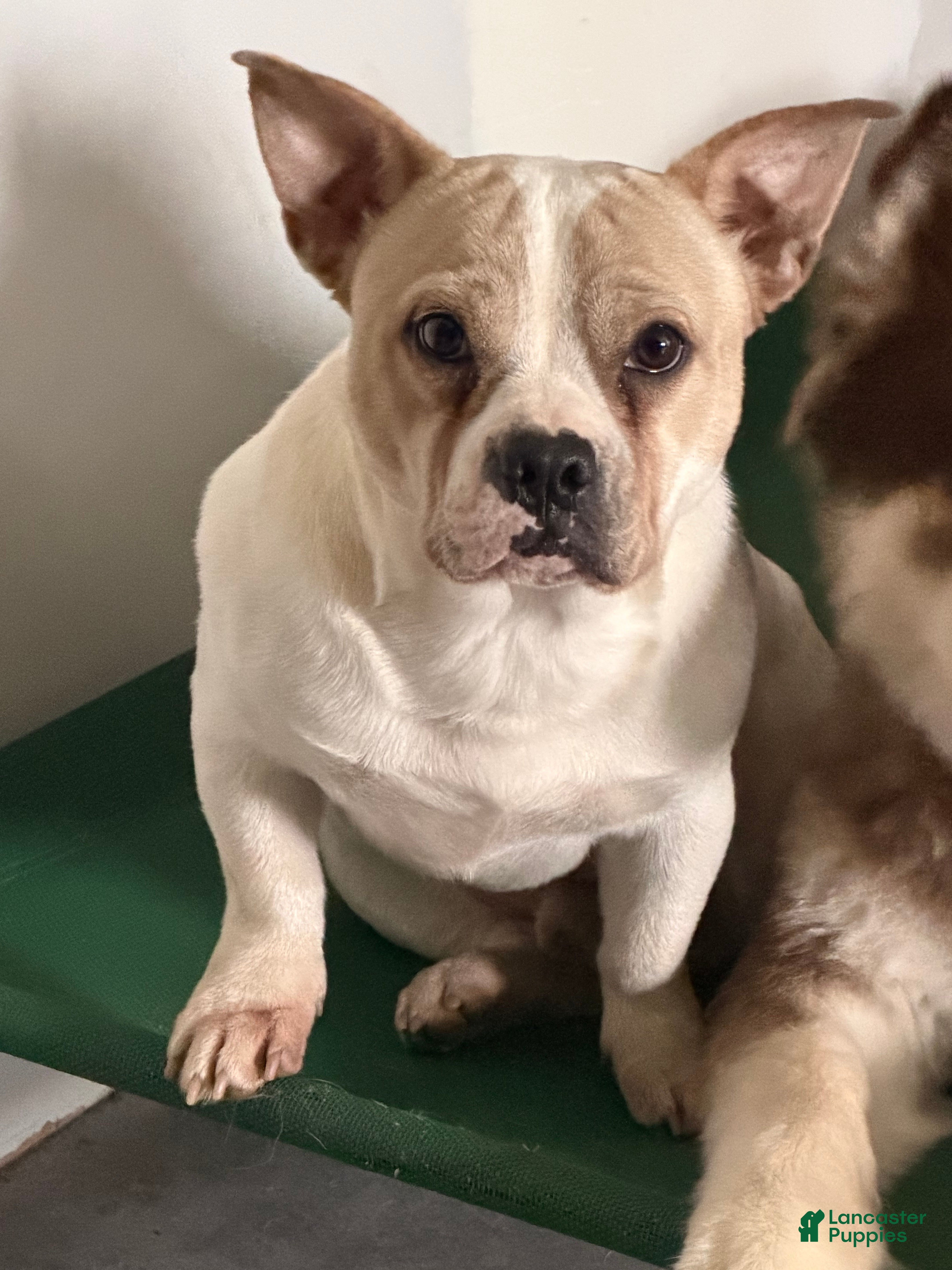 Mixed Breed dogs Mixed Breed Puppy 1 - Ad 1