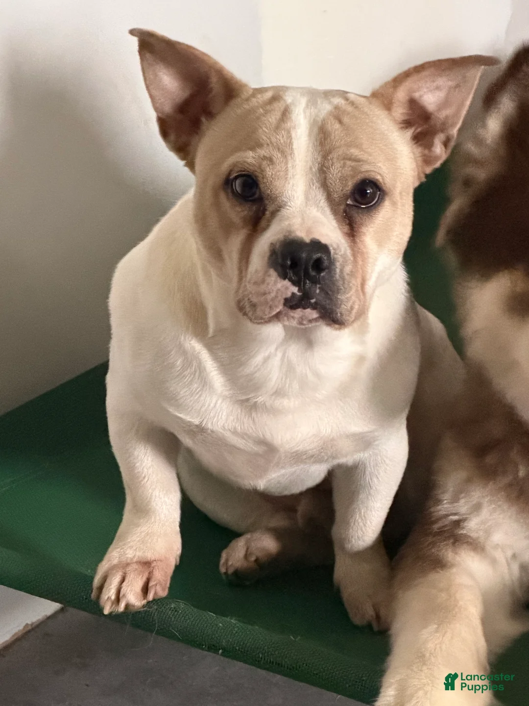 Mixed Breed dogs for sale: Mixed Breed Puppy 1 - Ad 1