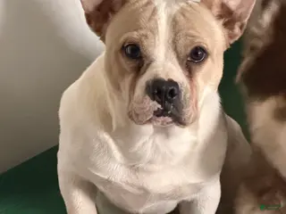 Mixed Breed dogs Mixed Breed Puppy 1 - Ad 9