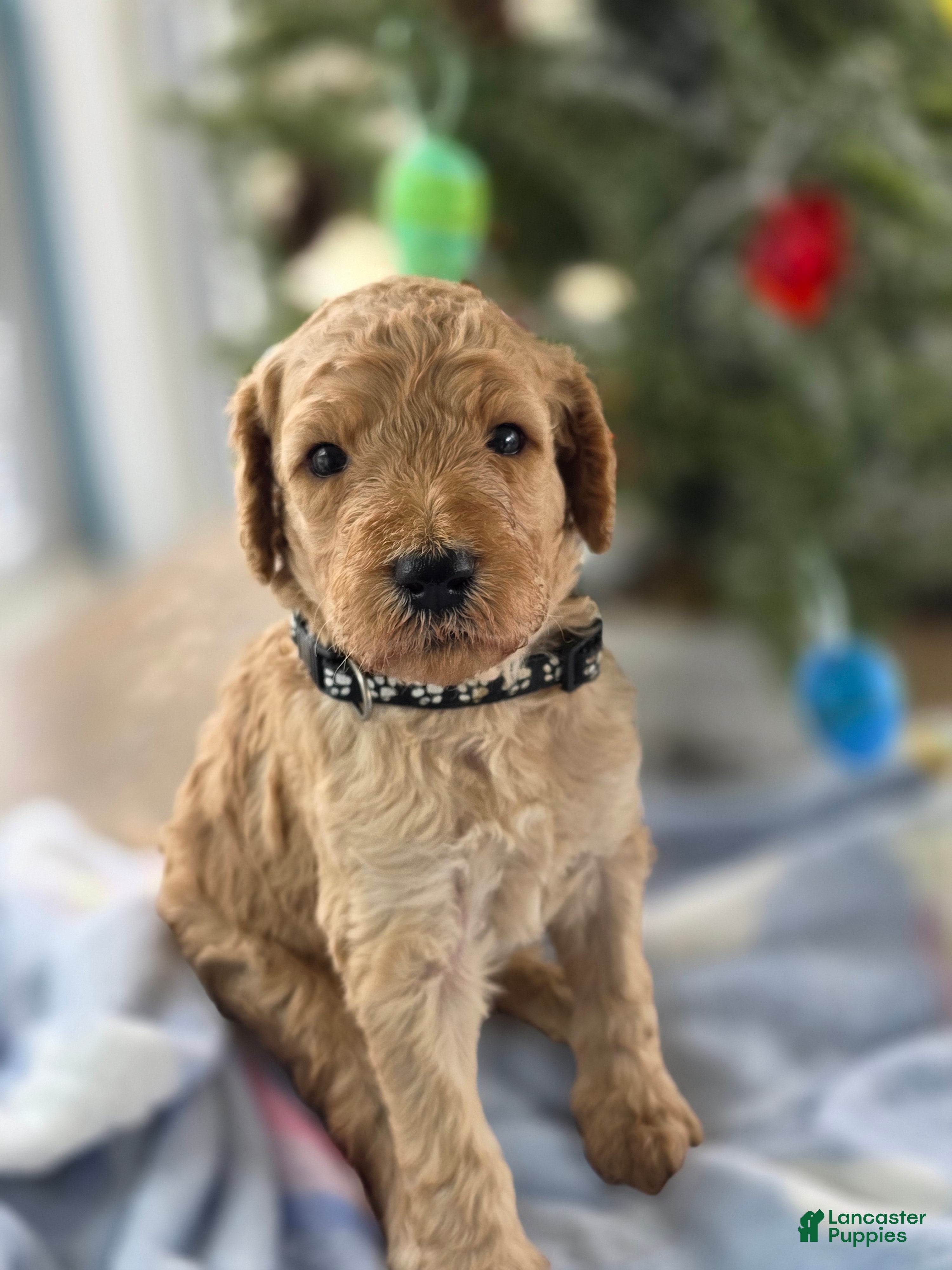 Goldendoodle dogs Charlie - Ad 38
