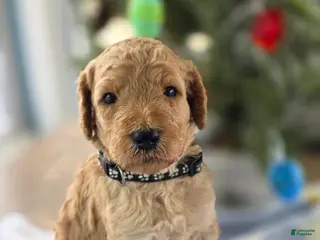 Goldendoodle dogs Charlie - Ad 38