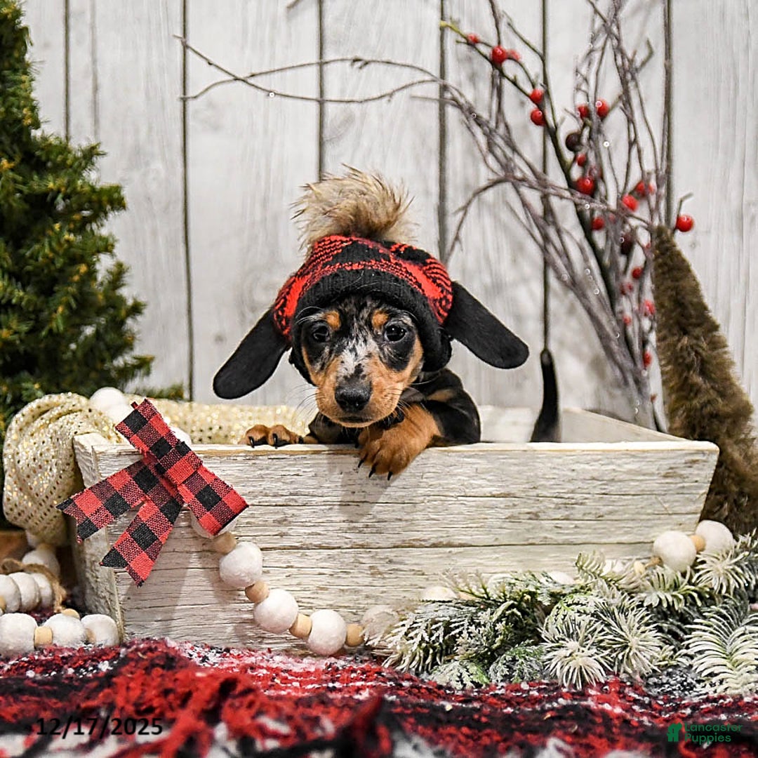 Miniature Dachshund dogs for sale: Winter - Ad 3