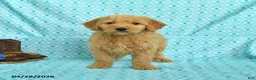 Goldendoodle dogs for sale: Mason - Ad 5