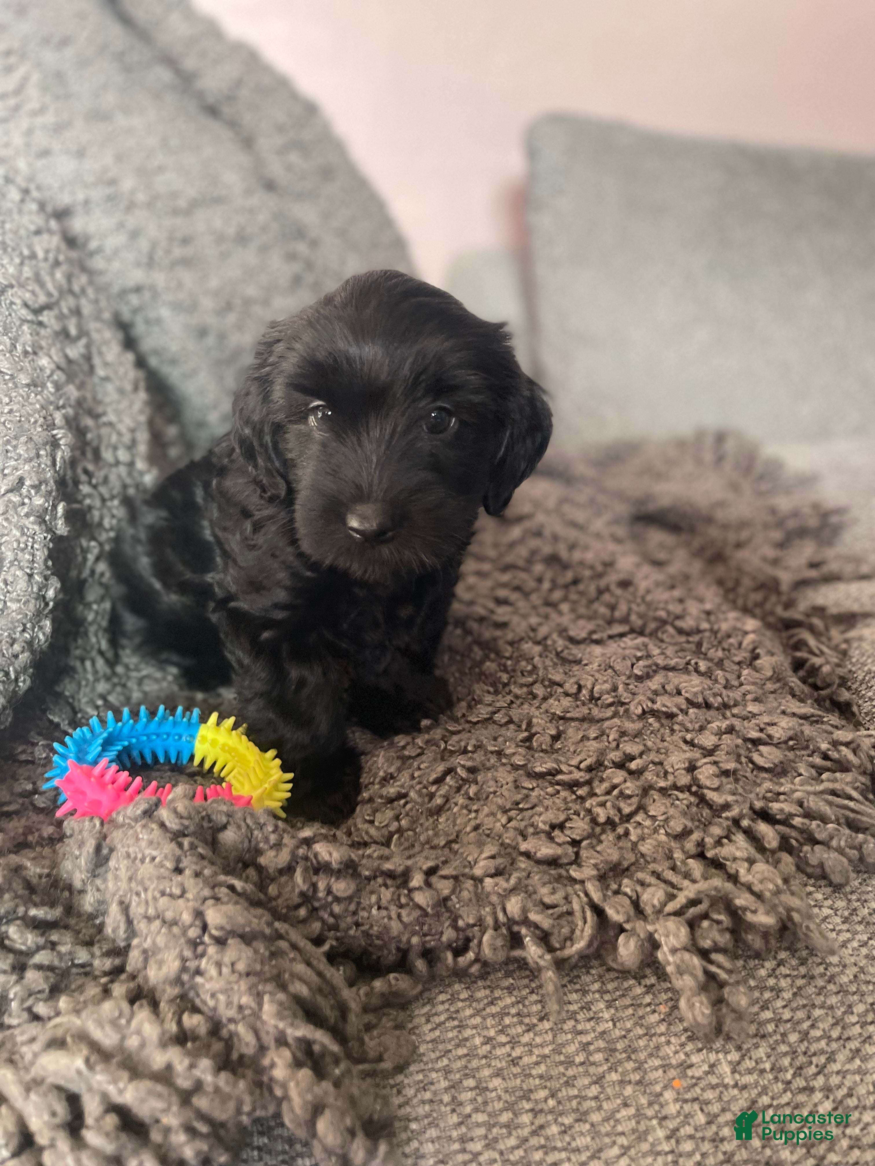 Mixed Breed dogs Nevaeh - Ad 2