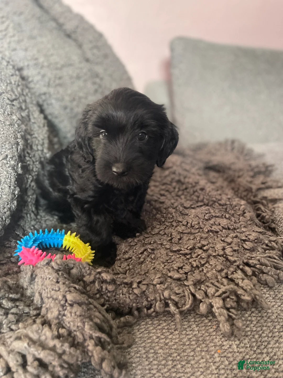 Mixed Breed dogs for sale: Nevaeh - Ad 2