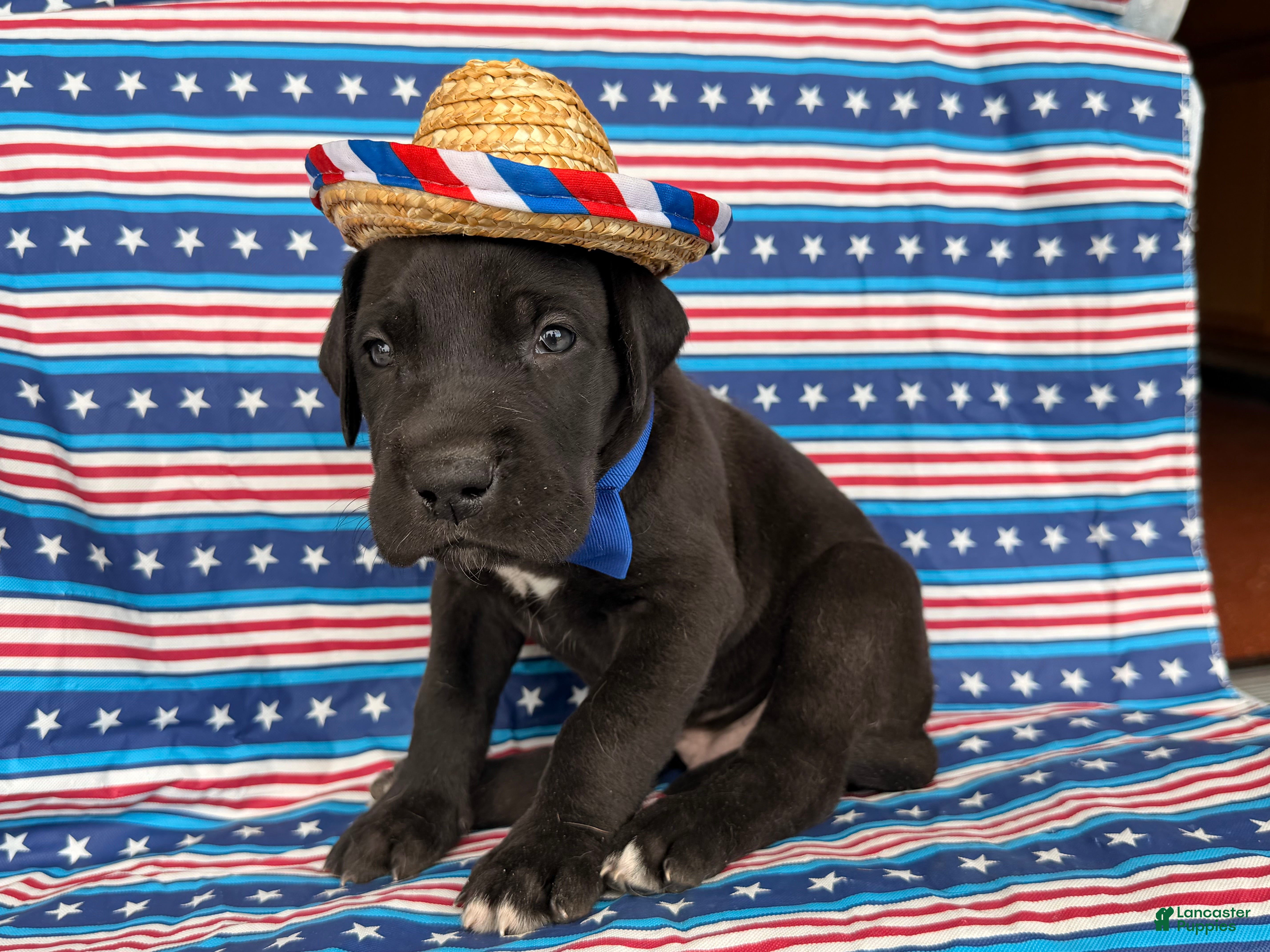 Great Dane dogs Philip Great Dane  - Ad 2