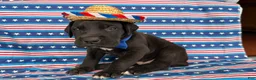 Great Dane dogs for sale: Philip Great Dane  - Ad 2
