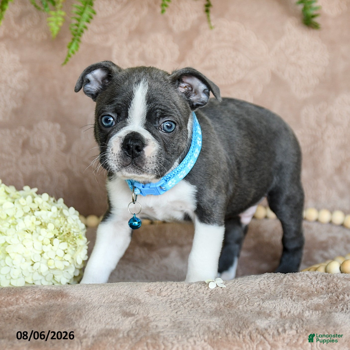 Boston Terrier dogs Rocky - Ad 2