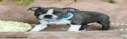 Boston Terrier dogs for sale: Rocky - Ad 2