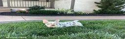French Bulldog dogs for sale: Balto - Ad 3