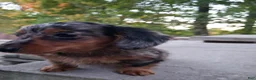 Miniature Dachshund dogs for sale: Dax - Ad 3