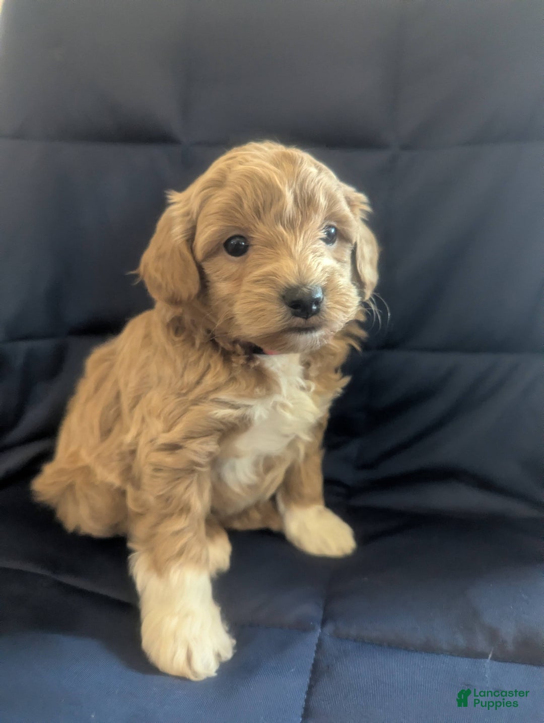 Mini Goldendoodle dogs for sale: Natalie - Ad 1
