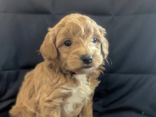 Mini Goldendoodle dogs Natalie - Ad 18